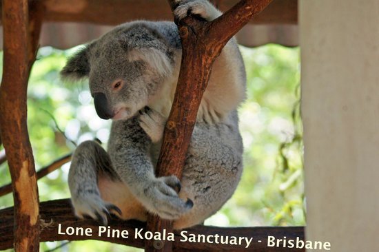 lone pine koala sanctuary review