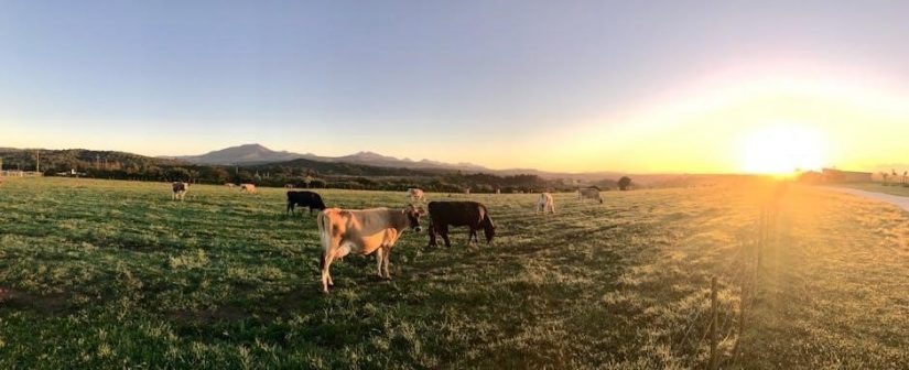farm animals lesson plan pdf