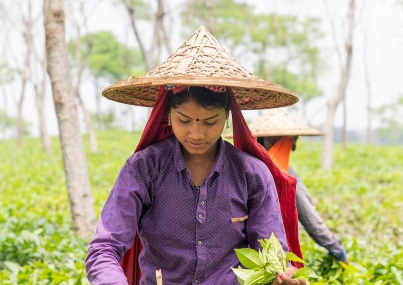 verdant thermostat manual